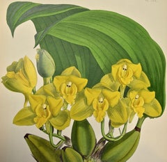 19th Century Colored Engraving of Orchids "Bifrenaria Aurantiaca" by John Fitch