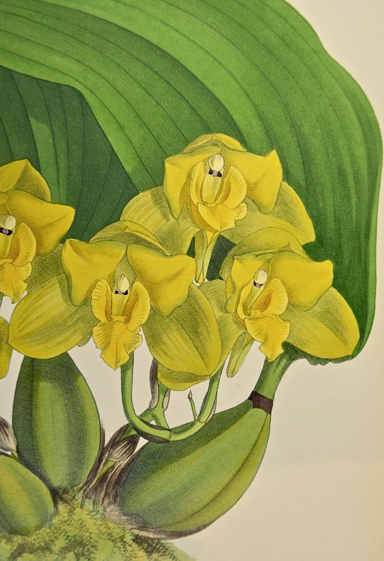 19th Century Colored Engraving of Orchids 