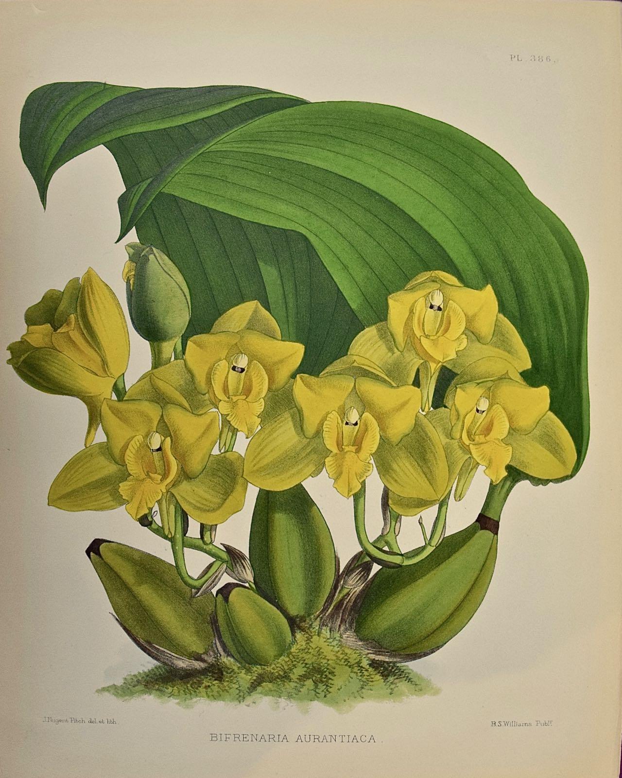 John Nugent Fitch Landscape Print - 19th Century Colored Engraving of Orchids "Bifrenaria Aurantiaca" by John Fitch