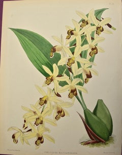 19th Century Colored Engraving of Necklace Orchids "Coelogyne" by John N. Fitch