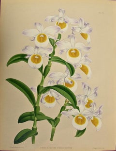 19th Century Colored Engraving of Orchids "Dendrobium Findleyanum" by John Fitch