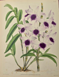 19th Century Colored Engraving of Orchids "Dendrobium" by John Nugent Fitch