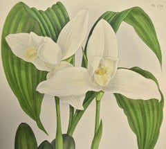 kolorierter Kupferstich der Weißen Nonnenorchidee "Lycaste Skinneri" von Fitch aus dem 19