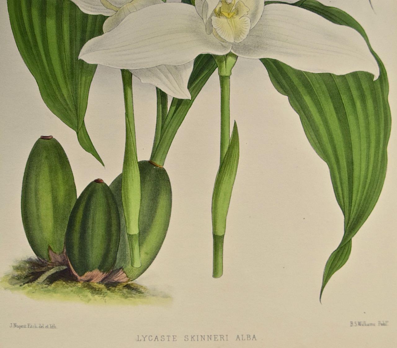 white nun orchid drawing