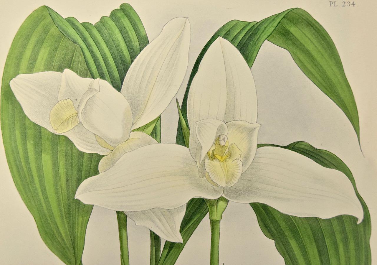 white nun orchid tattoo