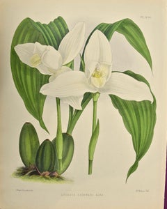 Antique 19th Century Colored Engraving of White Nun Orchids "Lycaste Skinneri" by Fitch