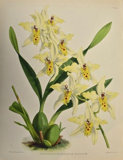 19th Century Colored Engraving of Orchids "Odontoglossum Alexandrae" by Fitch