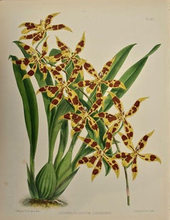 19th Century Colored Engraving of Orchids "Odontoglossum Coradinei" by Fitch