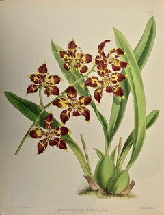 Antique 19th Century Colored Engraving of Orchids "Odontoglossum Cristatellum" by Fitch