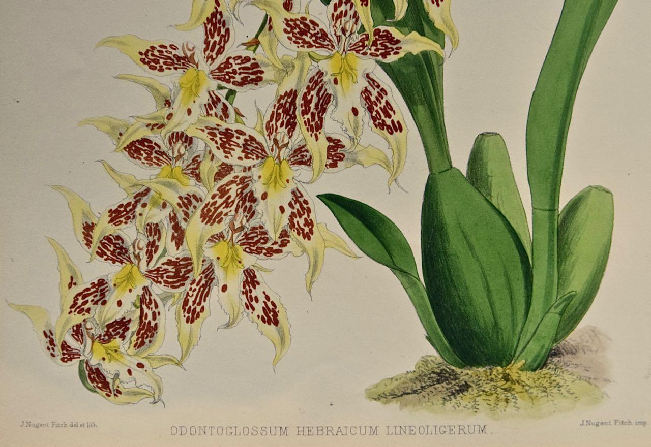 19th Century Colored Engraving of Orchids 