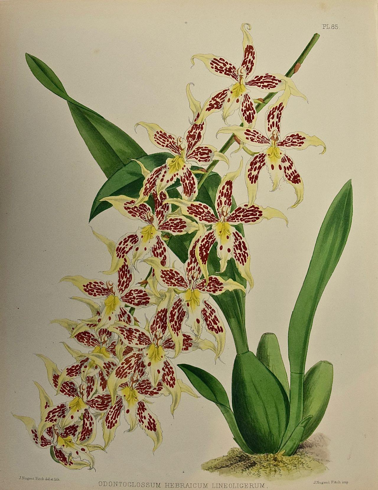 John Nugent Fitch Still-Life Print - 19th Century Colored Engraving of Orchids "Odontoglossum Hebraicum" by Fitch