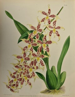 19th Century Colored Engraving of Orchids "Odontoglossum Hebraicum" by Fitch