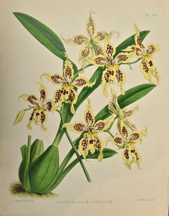 19th Century Colored Engraving of Orchids "Odontoglossum Hebraicum" by Fitch