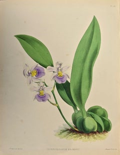 Antique 19th Century Colored Engraving of Orchids "Odontoglossum Kramerii" by John Fitch