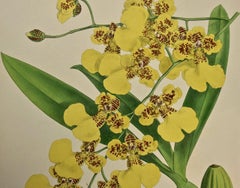 19th Century Colored Engraving of Orchids "Oncidium Marshallianum" by John Fitch