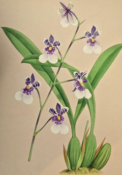 19th Century Colored Engraving of Orchids "Oncidium Phalaenopsis" by John Fitch