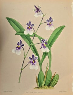 19th Century Colored Engraving of Orchids "Oncidium Phalaenopsis" by John Fitch