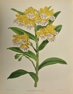 Antique 19th Century Colored Engraving of Orchids "Epidendrum Wallisii" by John N. Fitch