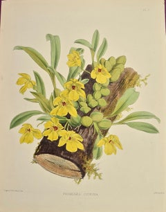 19th Century Colored Engraving of Orchids "Promenaea Citrina" by John N. Fitch