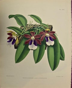 19th Century Colored Engraving of Orchids "Trichocentrum" by John Fitch