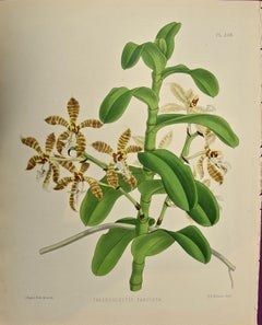 19th Century Colored Engraving of Orchids "Trichoglottis Fasciata" by John Fitch