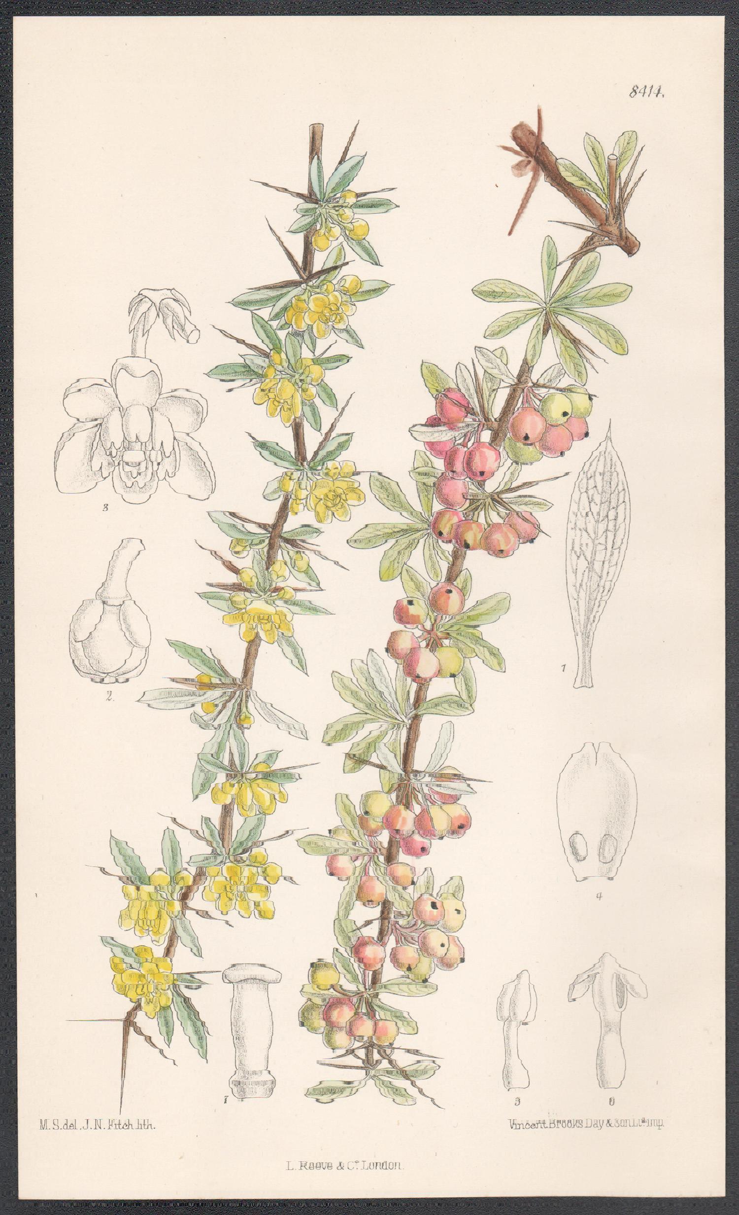 John Nugent Fitch after Matilda Smith Still-Life Print - Berberis Wilsonae, antique botanical flower lithograph print