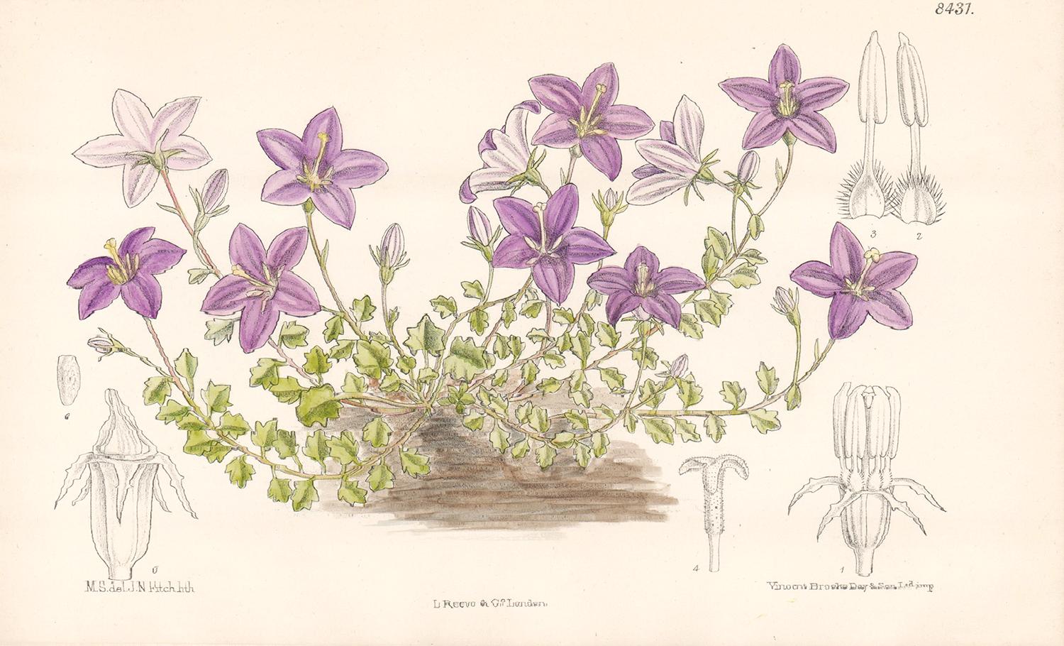 John Nugent Fitch after Matilda Smith Still-Life Print - Campanula Arvatica, antique botanical flower lithograph print