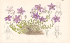 Campanula Arvatica, antique botanical flower lithograph print