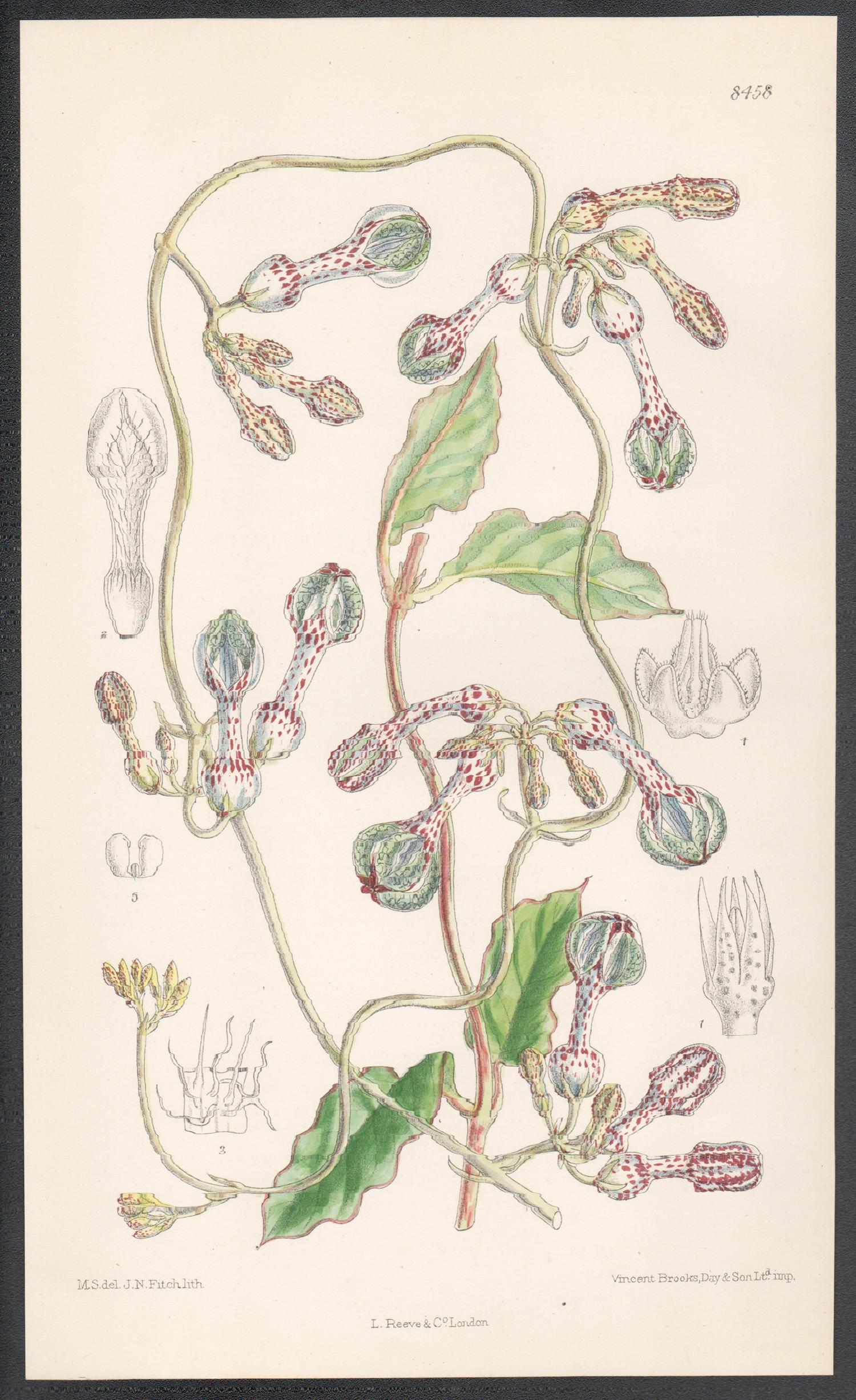 John Nugent Fitch after Matilda Smith Still-Life Print - Ceropegia Thorncroftii, antique botanical flower lithograph print
