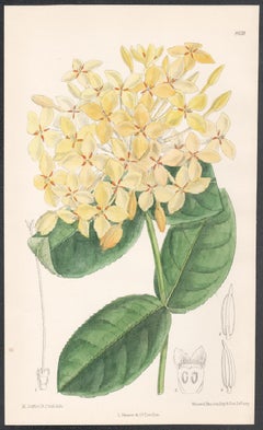Four antique botanical flower lithograph prints