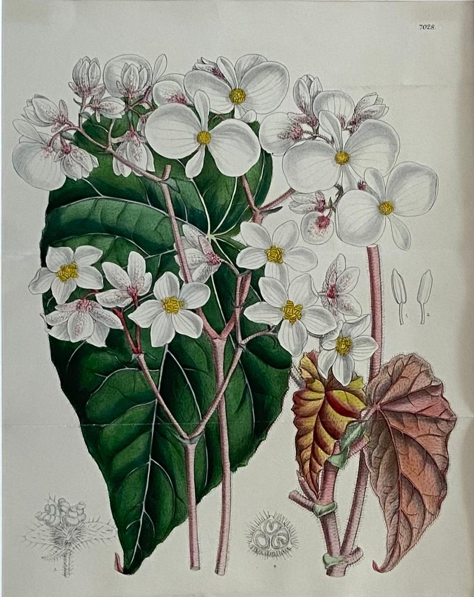 Diese schöne, original handkolorierte Orchideenlithografie der 
