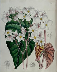 John Nugent Fitch Orchids, 19th Century Hand Colored Engraving Botanical Print