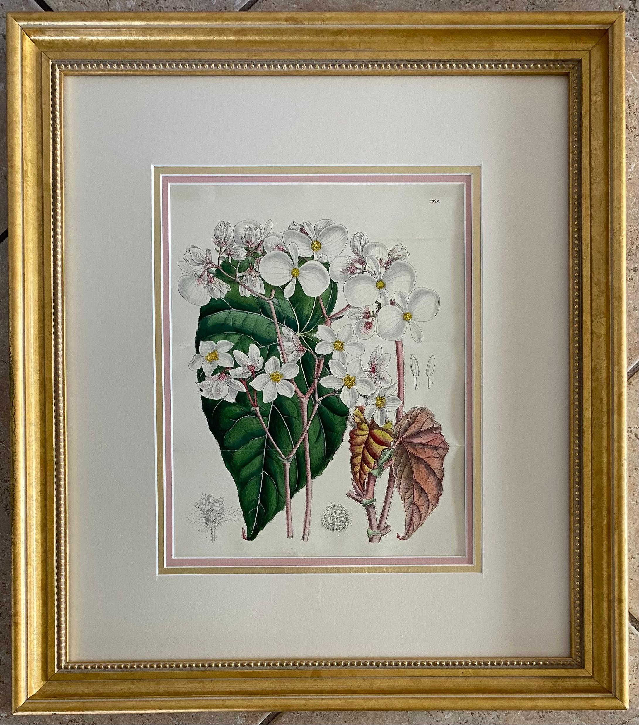 John Nugent Fitch Orchideen, handkoloriertes Gravieren, botanischer Druck, 19. Jahrhundert (Vergoldet) im Angebot