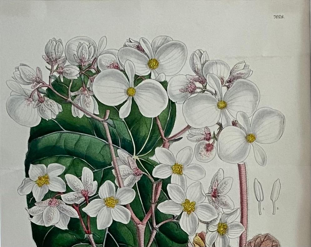 John Nugent Fitch Orchideen, handkoloriertes Gravieren, botanischer Druck, 19. Jahrhundert im Zustand „Gut“ im Angebot in Miami, FL