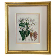 Orchidee di John Nugent Fitch, incisione botanica colorata a mano del XIX secolo
