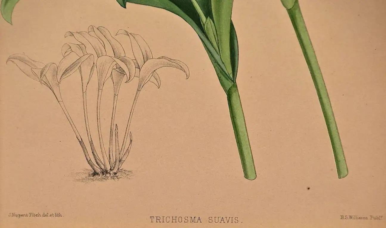Diese schöne, original handkolorierte Orchideenlithografie mit dem Titel 