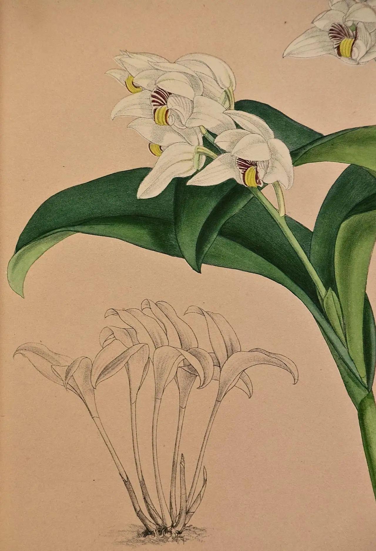 John Nugent Fitch Orchideen, gerahmte, handkolorierte botanische Gravur des 19. Jahrhunderts (Viktorianisch) im Angebot