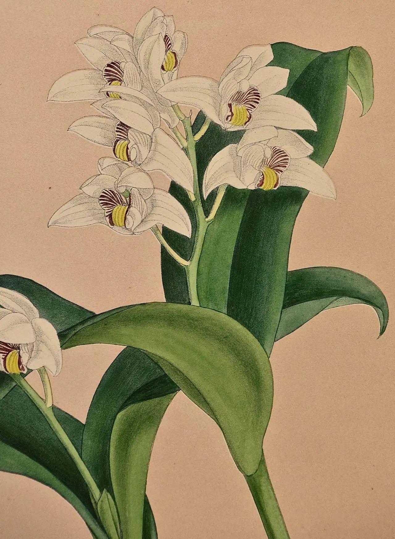 John Nugent Fitch Orchideen, gerahmte, handkolorierte botanische Gravur des 19. Jahrhunderts (Britisch) im Angebot