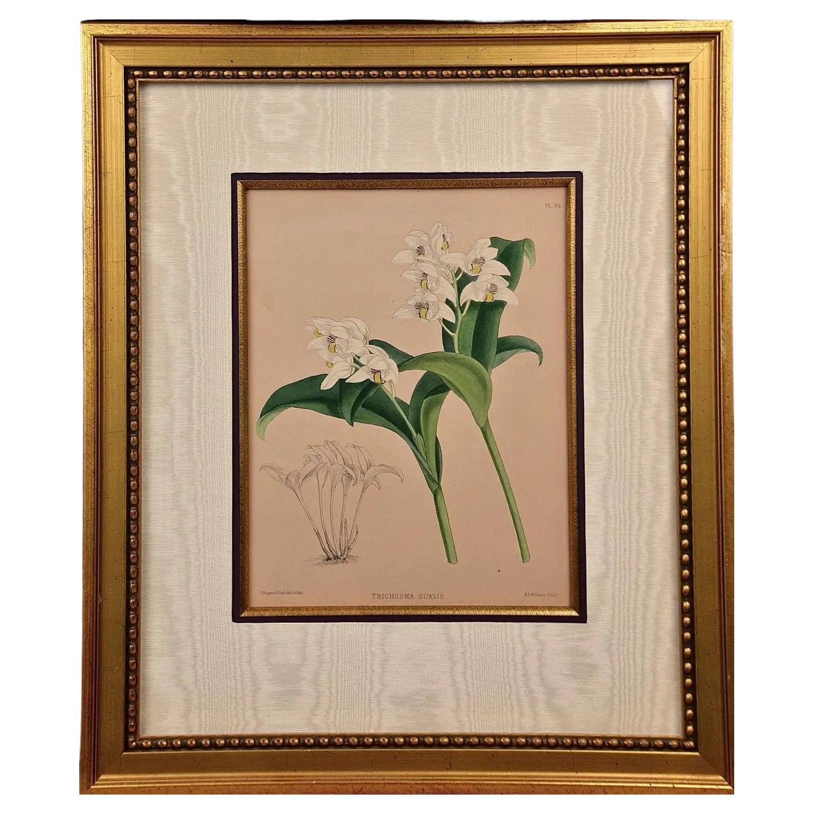 John Nugent Fitch Orchids, Framed 19th Century Hand-Colored Botanical Engraving