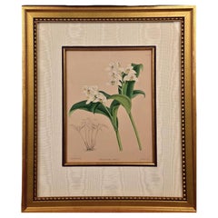 John Nugent Fitch Orchids, Framed 19th Century Hand-Colored Botanical Engraving