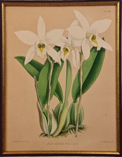 Orchids: Framed 19th C. Hand-Colored Engraving of "Laelia Anceps" by J. Fitch