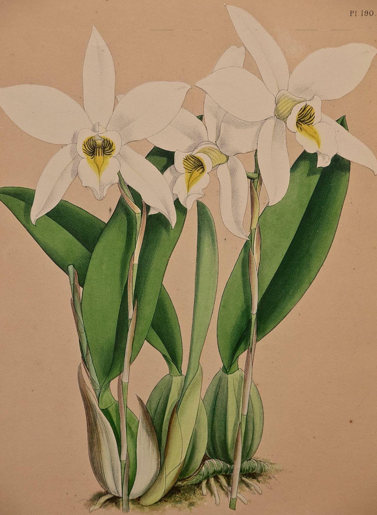 Orchids: Framed 19th C. Hand-Colored Engraving of 