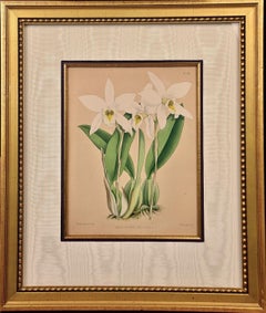 Orchidee: Incisione incorniciata del XIX secolo colorata a mano di "Laelia Anceps" di J. Fitch