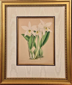 Antique Orchids: Framed 19th C. Hand-Colored Engraving of "Laelia Anceps" by J. Fitch