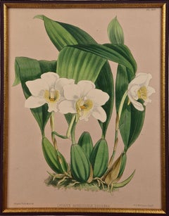 Orchids" Framed 19th C. Hand-Colored Engraving of "Lycaste Harrisoniae" by Fitch