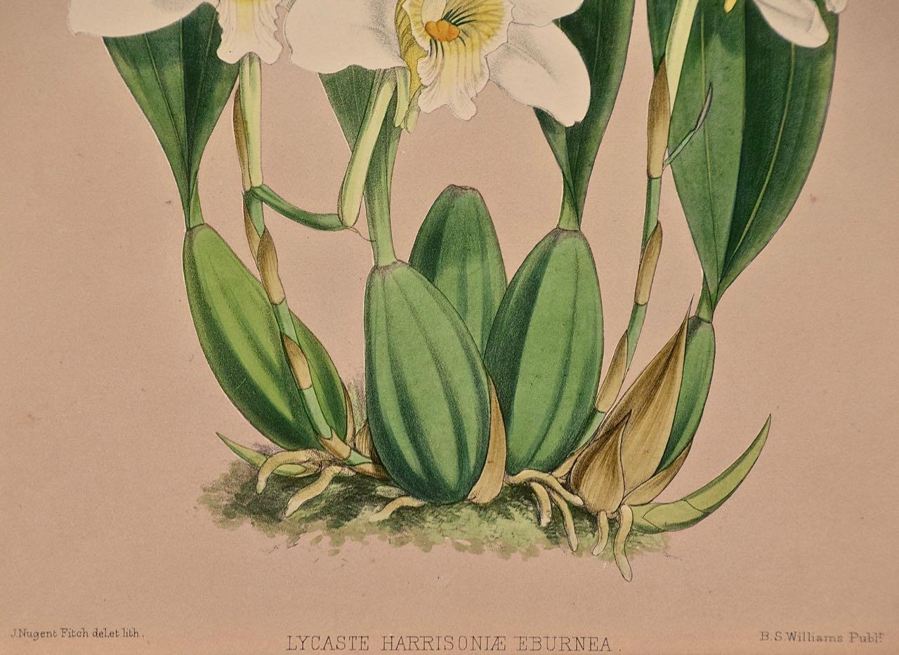Diese schöne, original handkolorierte Orchideenlithografie mit dem Titel 