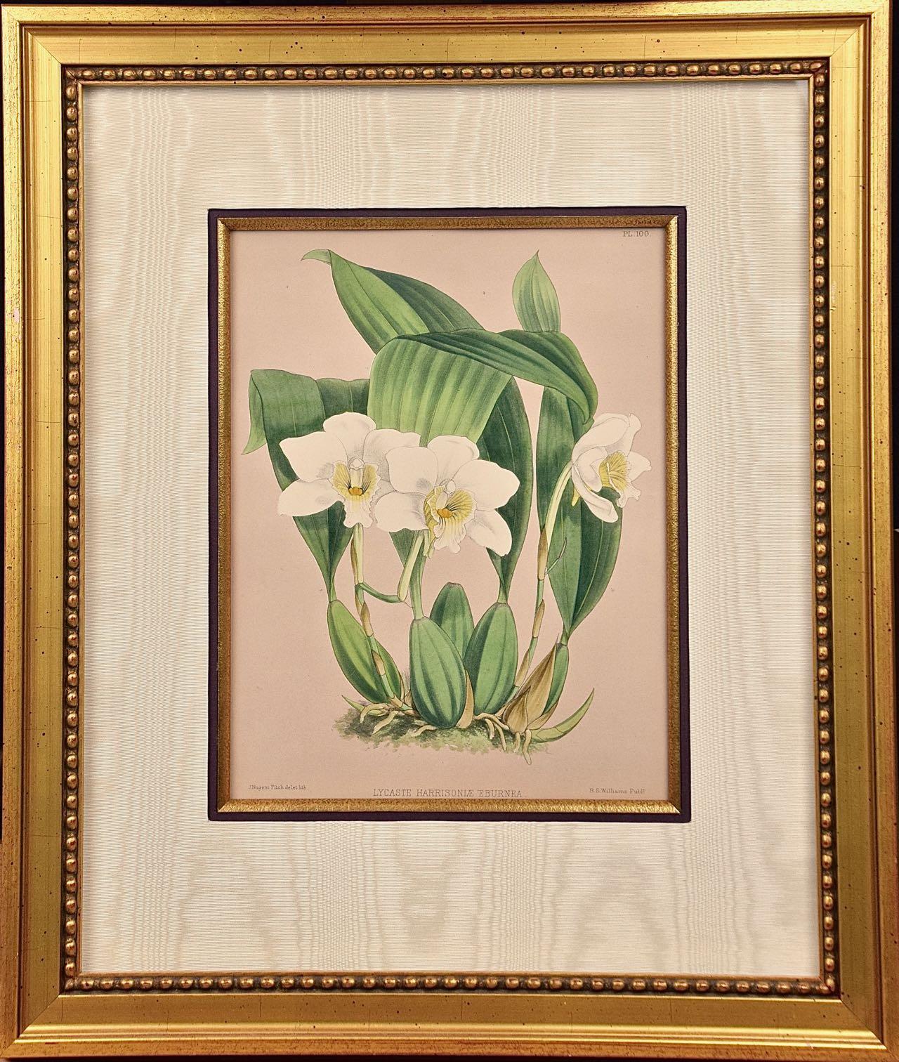Orchids" Framed 19th C. Hand-Colored Engraving of "Lycaste Harrisoniae" by Fitch