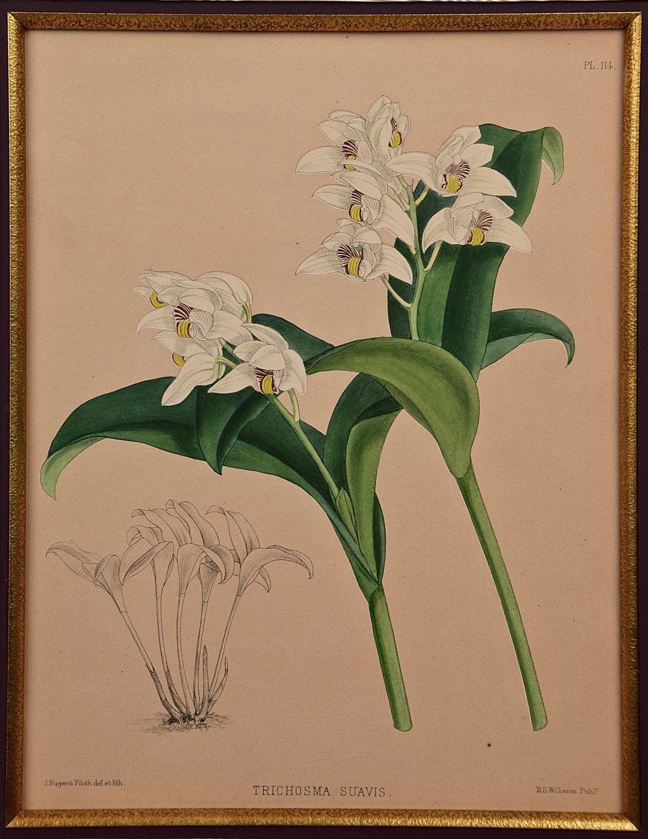 Orchideen: Gerahmte, handkolorierte Gravur von „Trichosma Suavis“ von J. Fitch aus dem 19. Jahrhundert – Print von John Nugent Fitch