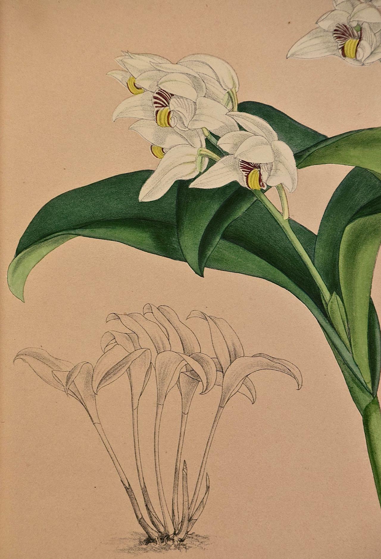 Orchids: Framed 19th C. Hand-Colored Engraving of 
