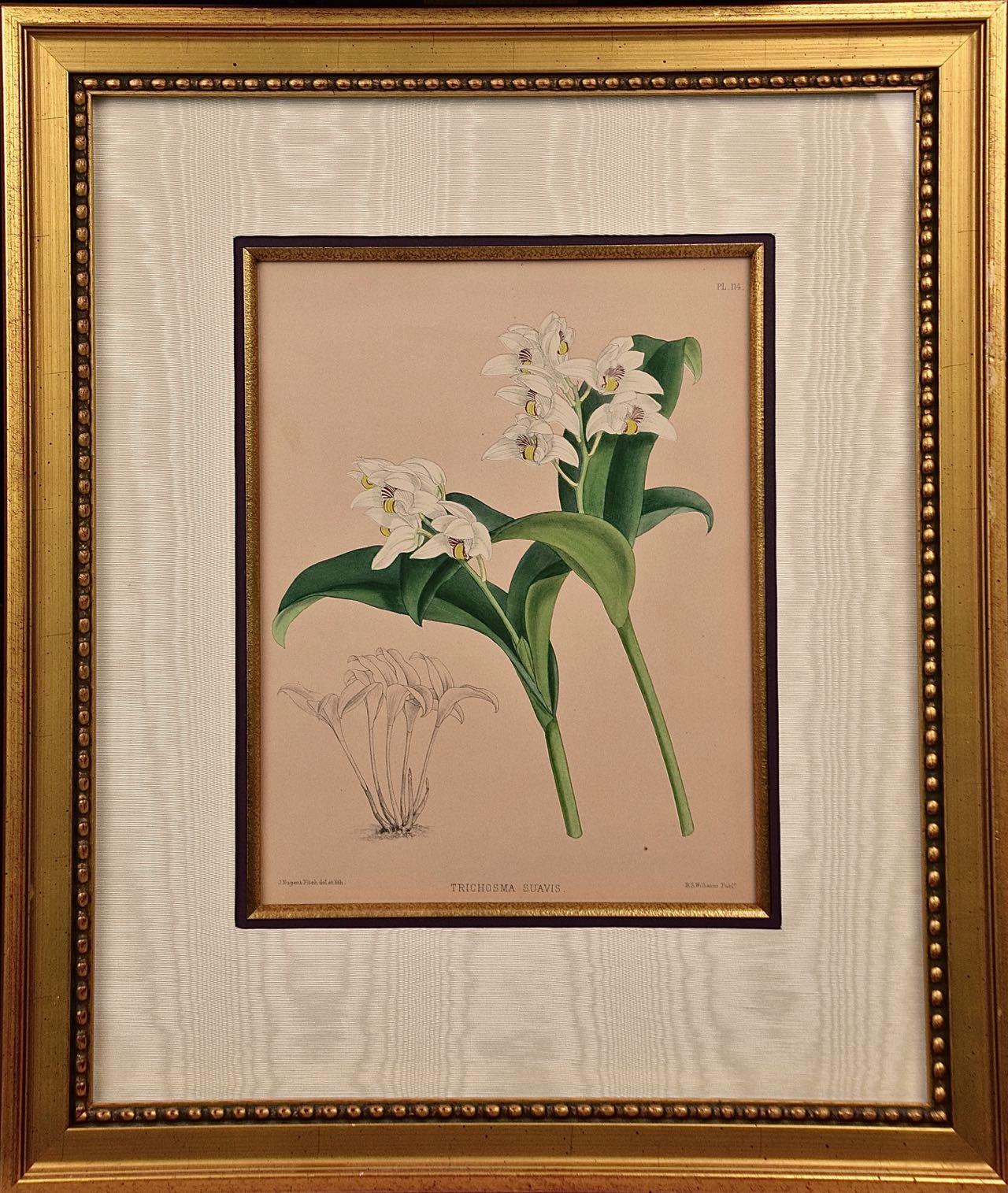 John Nugent Fitch Landscape Print - Orchids: Framed 19th C. Hand-Colored Engraving of "Trichosma Suavis" by J. Fitch